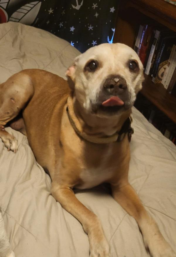 /Images/uploads/Paws 4 A Cause/paws4acause/entries/33785thumb.jpg